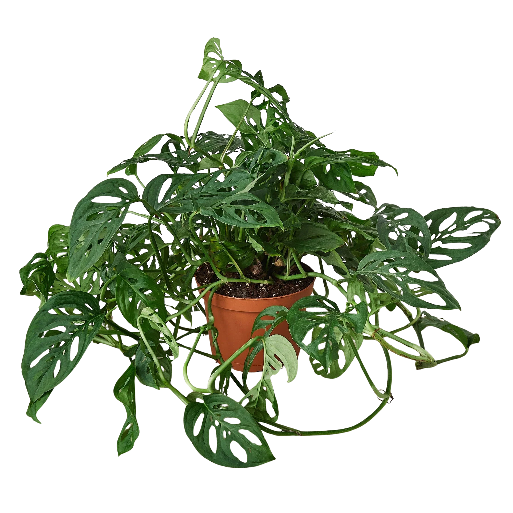 Monstera Adansonii – Swiss Cheese Vine Plant | SunriseDaylas