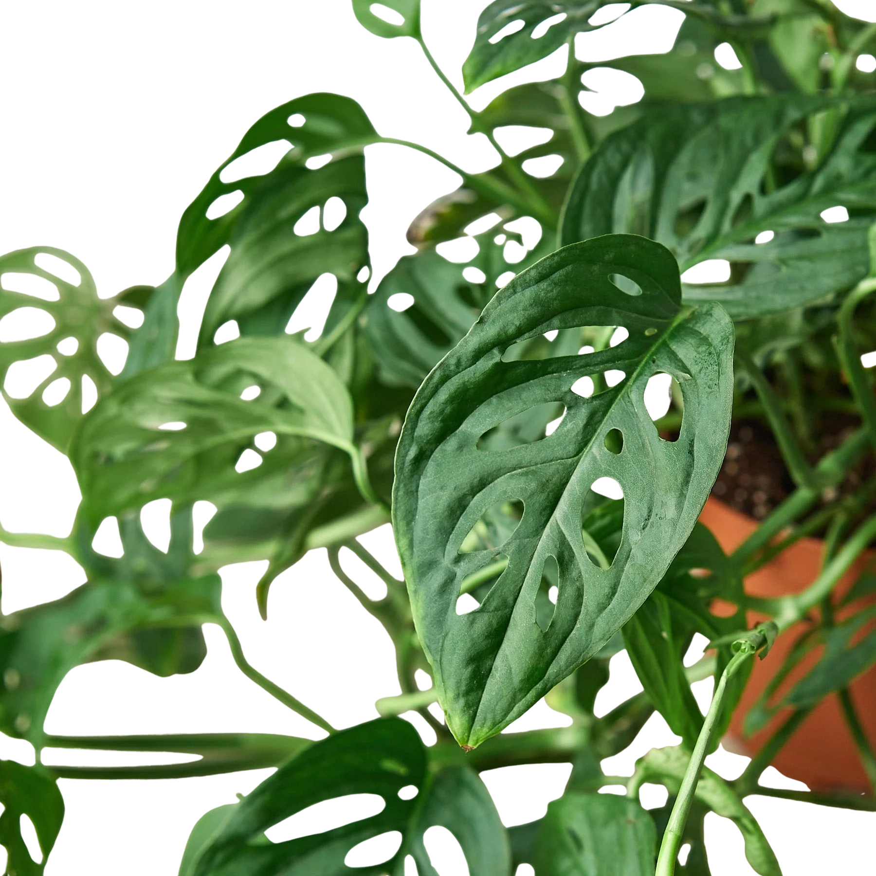 Monstera Adansonii – Swiss Cheese Vine Plant | SunriseDaylas