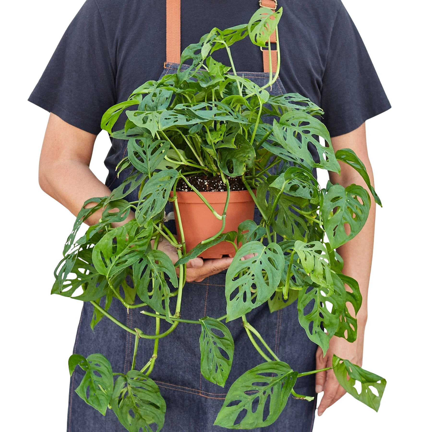 Monstera Adansonii – Swiss Cheese Vine Plant | SunriseDaylas