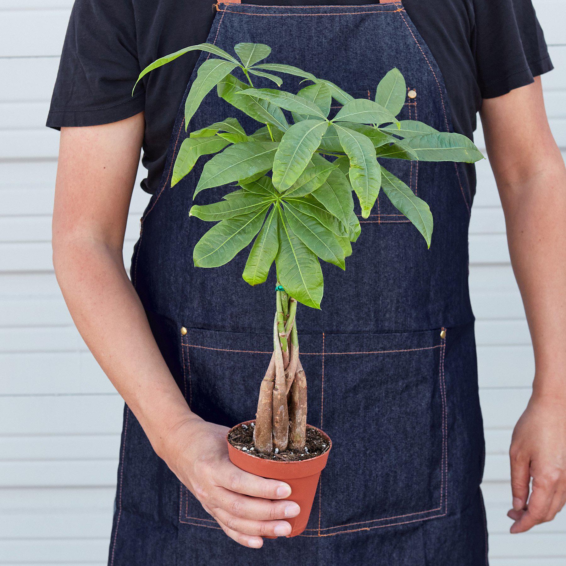 Money Tree Pachira Braid Live Indoor Plant | SunriseDaylas