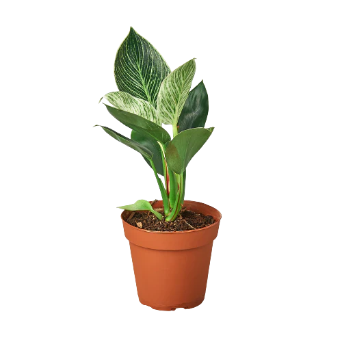 Philodendron ‘Birkin’ – White-Striped Upright Plant | SunriseDaylas