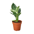 Philodendron ‘Birkin’ – White-Striped Upright Plant | SunriseDaylas