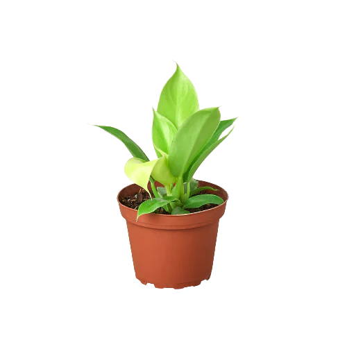 Philodendron Moonlight – Vibrant Foliage Plant | SunriseDaylas