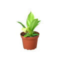 Philodendron Moonlight – Vibrant Foliage Plant | SunriseDaylas