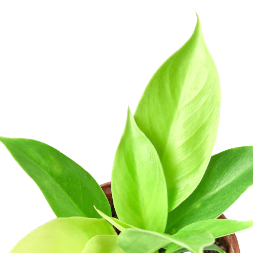 Philodendron Moonlight – Vibrant Foliage Plant | SunriseDaylas