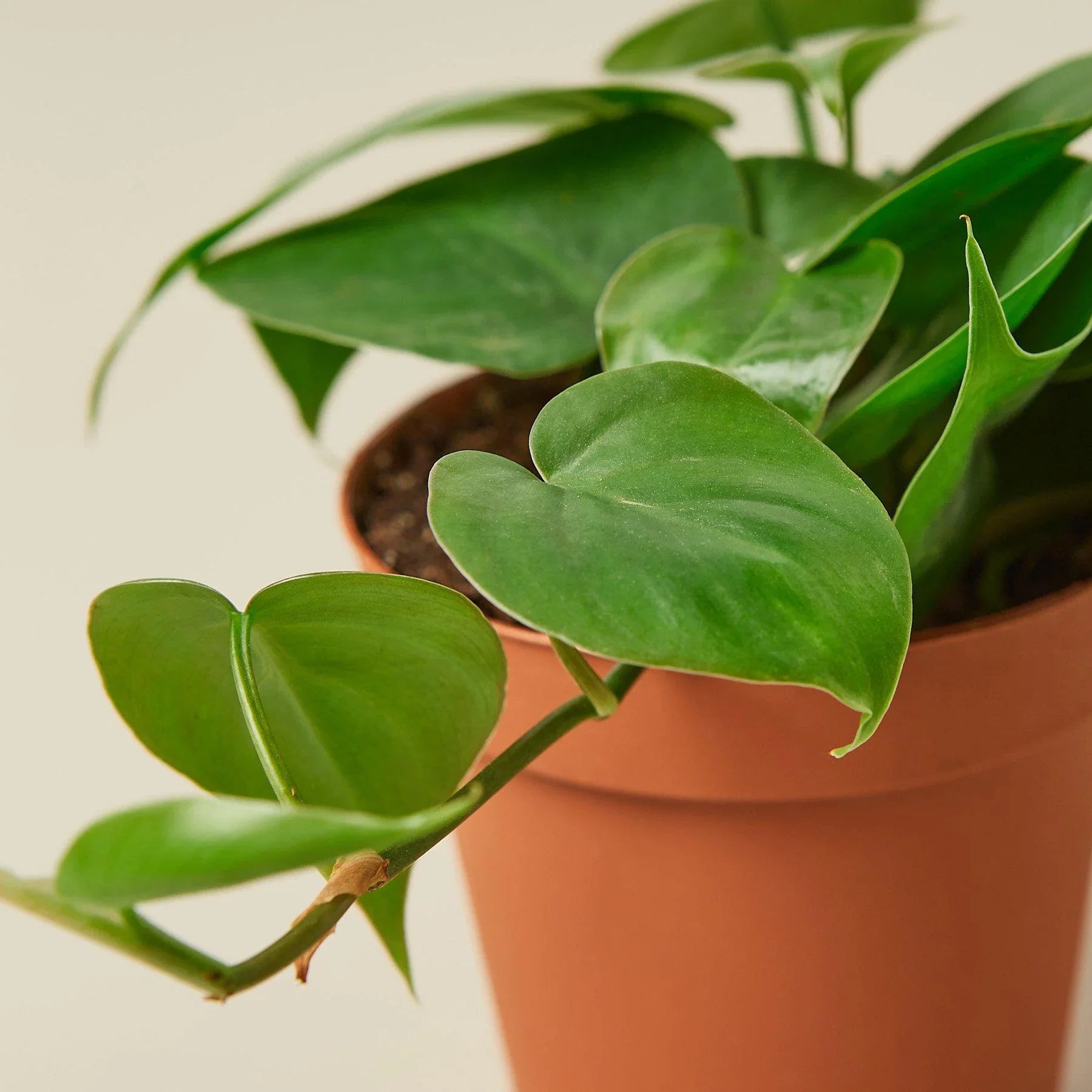 Philodendron Cordatum – Heartleaf Vining Live Plant | SunriseDaylas
