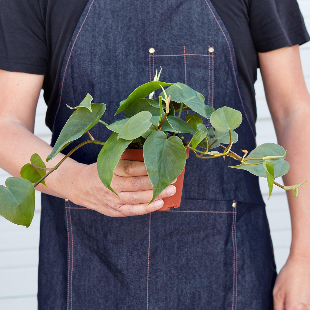 Philodendron Cordatum – Heartleaf Vining Live Plant | SunriseDaylas