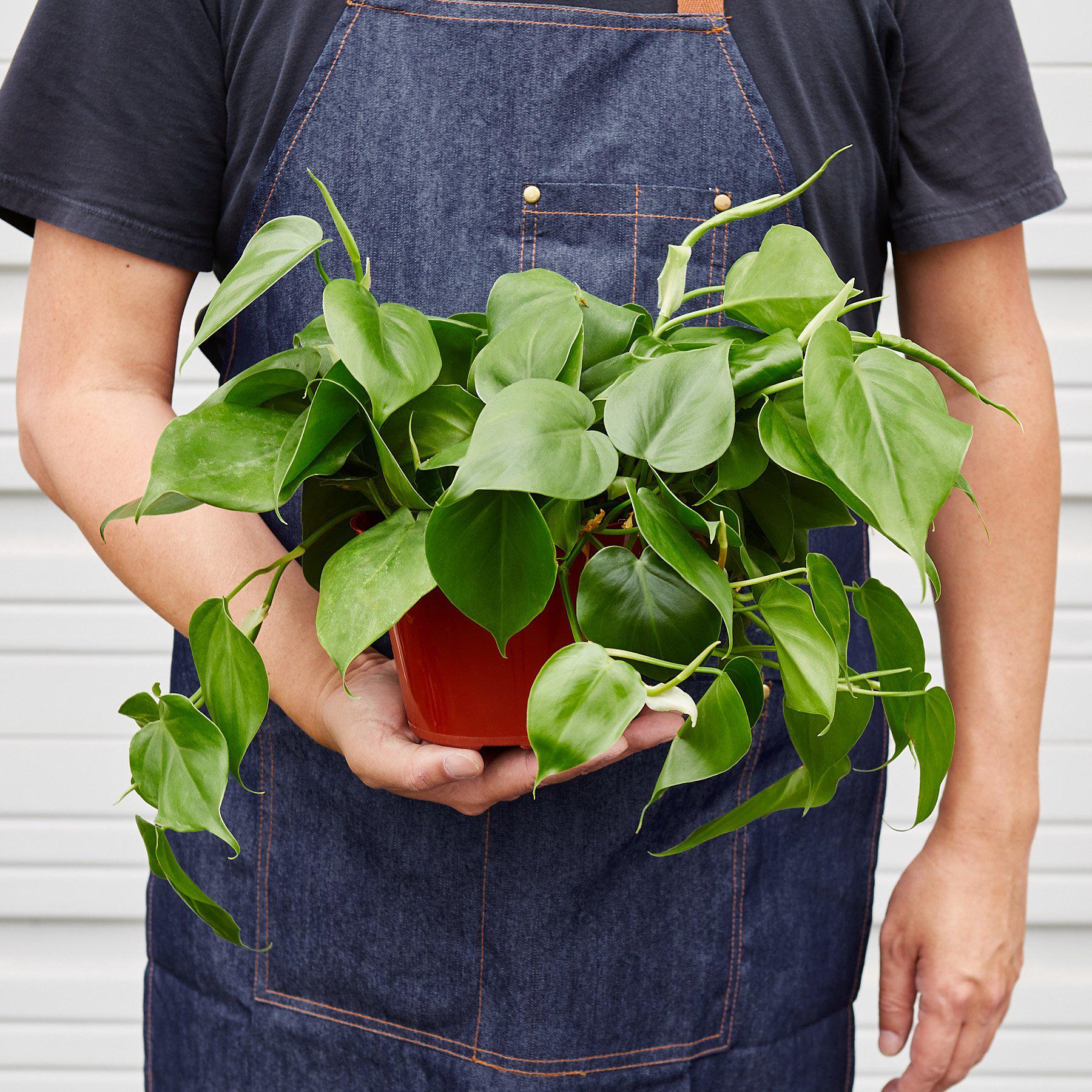 Philodendron Cordatum – Heartleaf Vining Live Plant | SunriseDaylas
