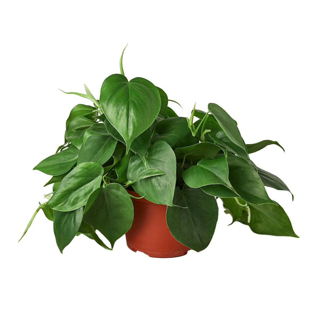 Philodendron Cordatum – Heartleaf Vining Live Plant | SunriseDaylas