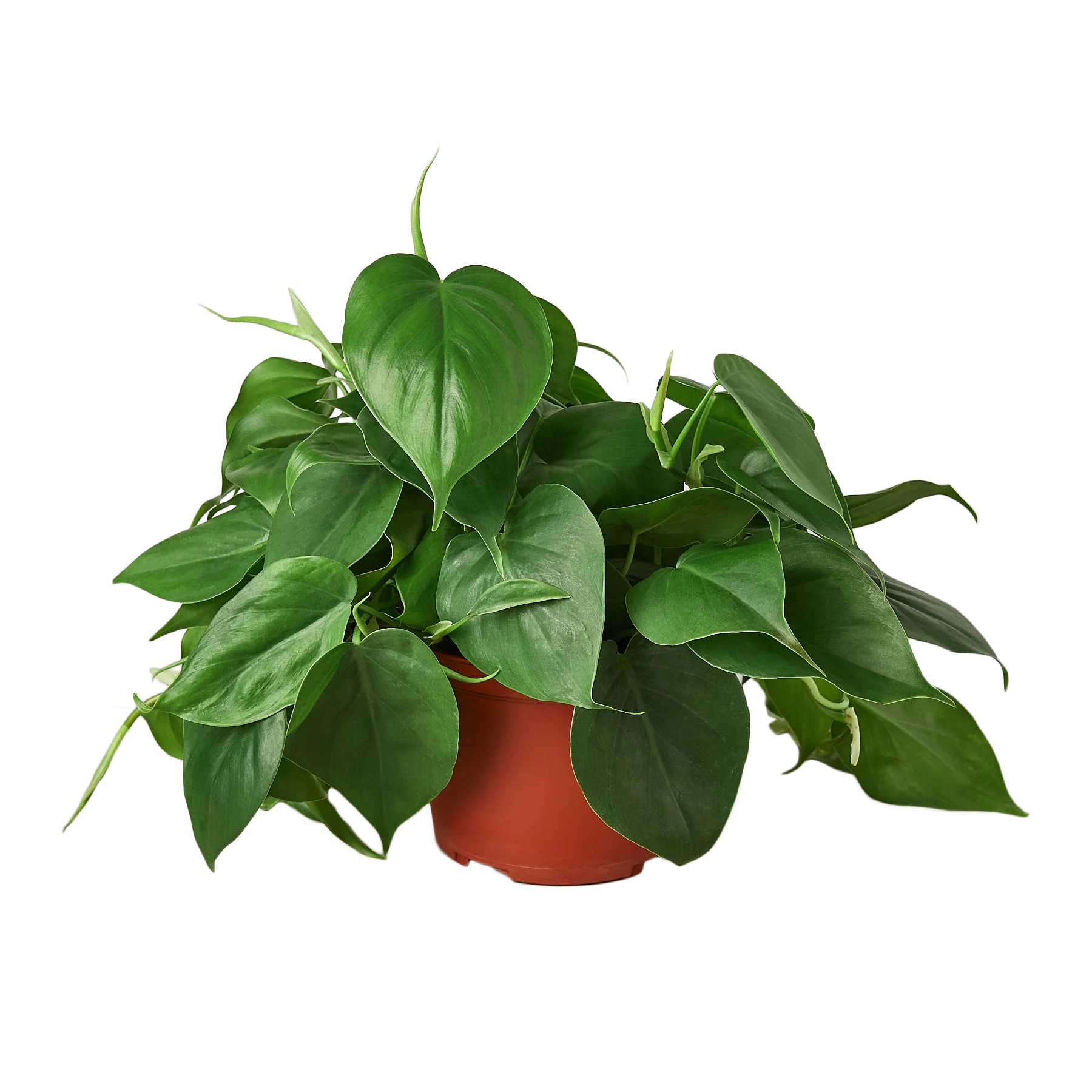 Philodendron Cordatum – Heartleaf Vining Live Plant | SunriseDaylas