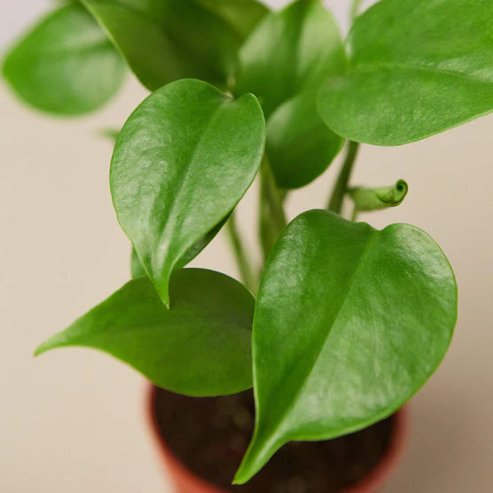 Swiss Cheese Plant – Tropical Statement Plant | SunriseDaylas