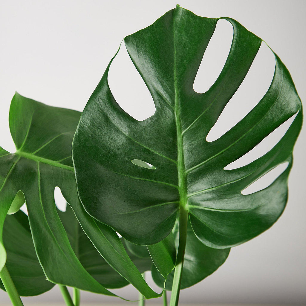 Monstera Deliciosa Split-Leaf Live Indoor Plant | SunriseDaylas