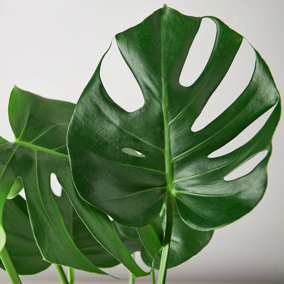 Swiss Cheese Plant – Tropical Statement Plant | SunriseDaylas