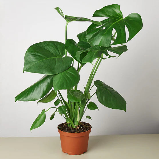 Swiss Cheese Plant – Tropical Statement Plant | SunriseDaylas