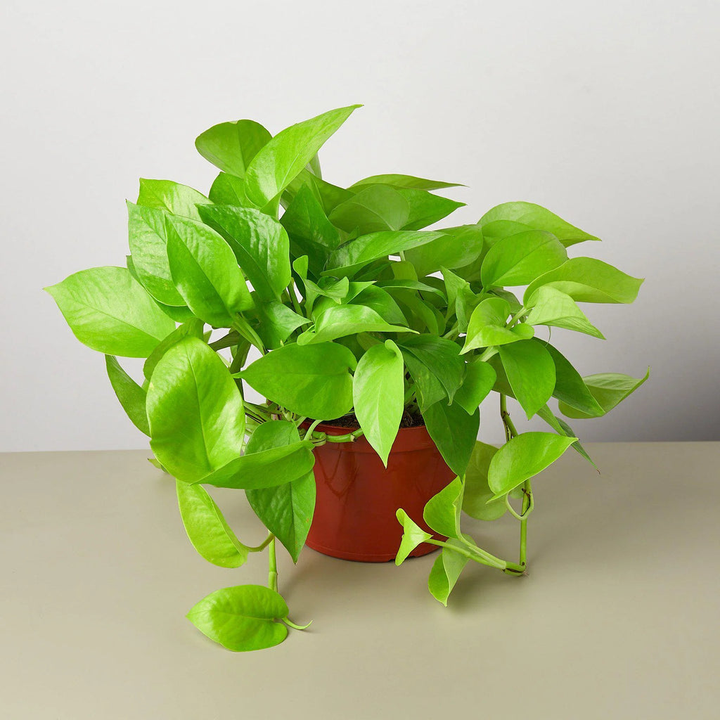 Neon Pothos – Vibrant Trailing Indoor Plant | SunriseDaylas