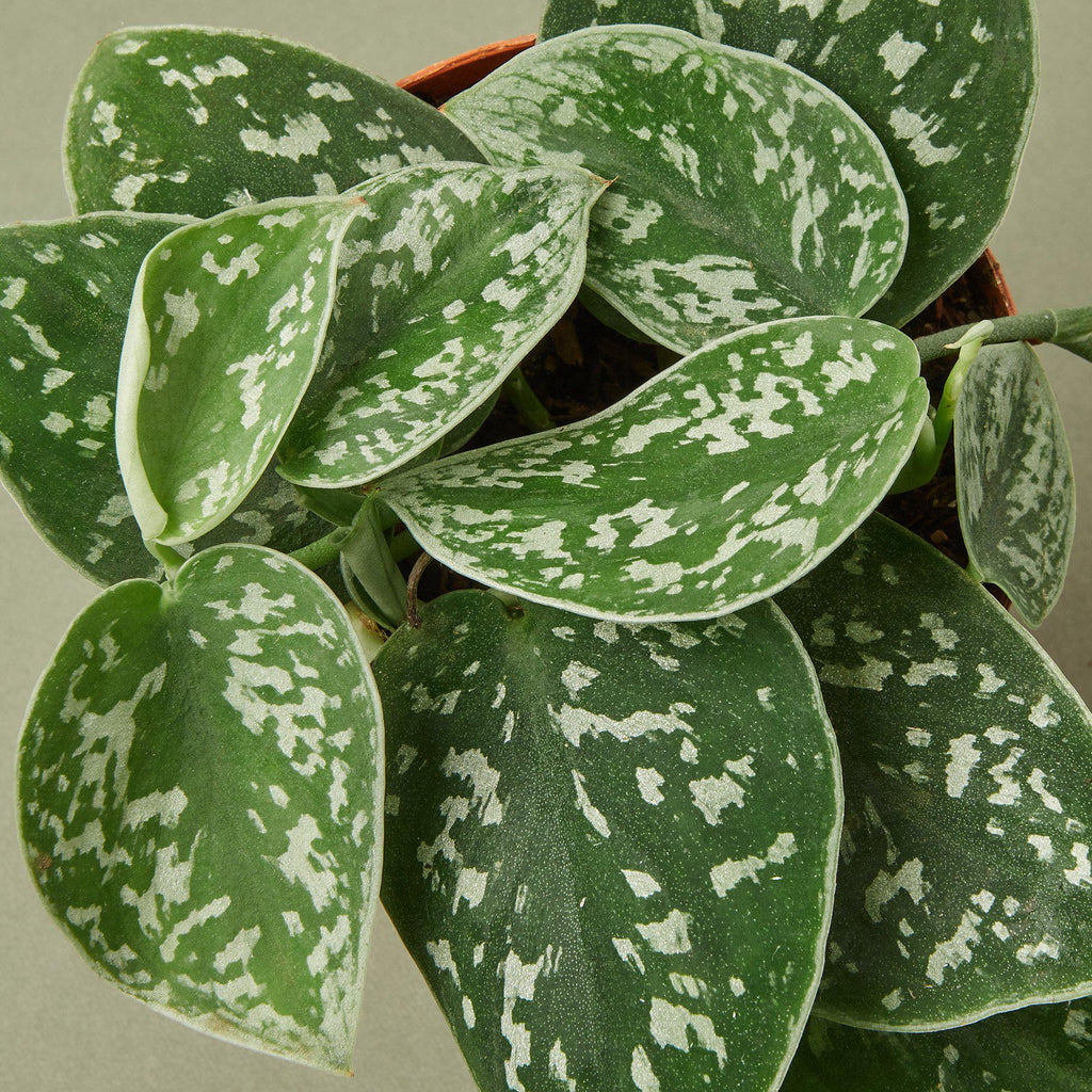 Satin Pothos – Silvery Trailing Indoor Plant | SunriseDaylas