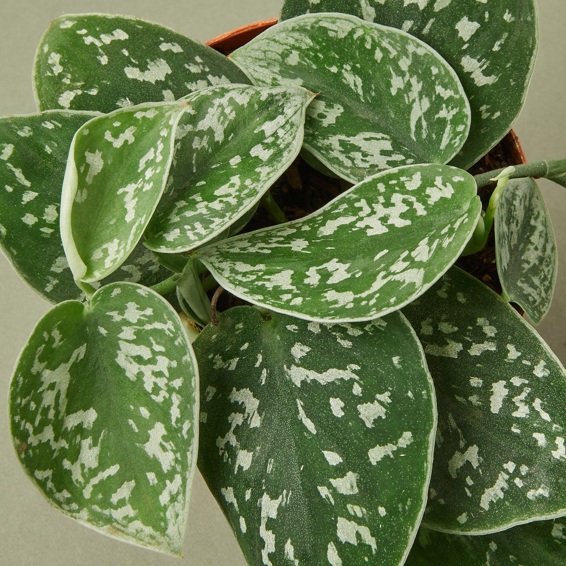 Satin Pothos – Silvery Trailing Indoor Plant | SunriseDaylas