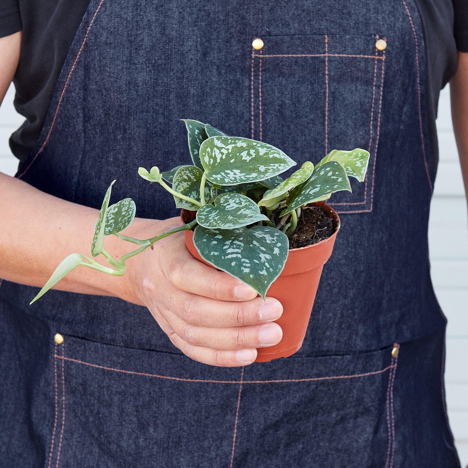 Satin Pothos – Silvery Trailing Indoor Plant | SunriseDaylas