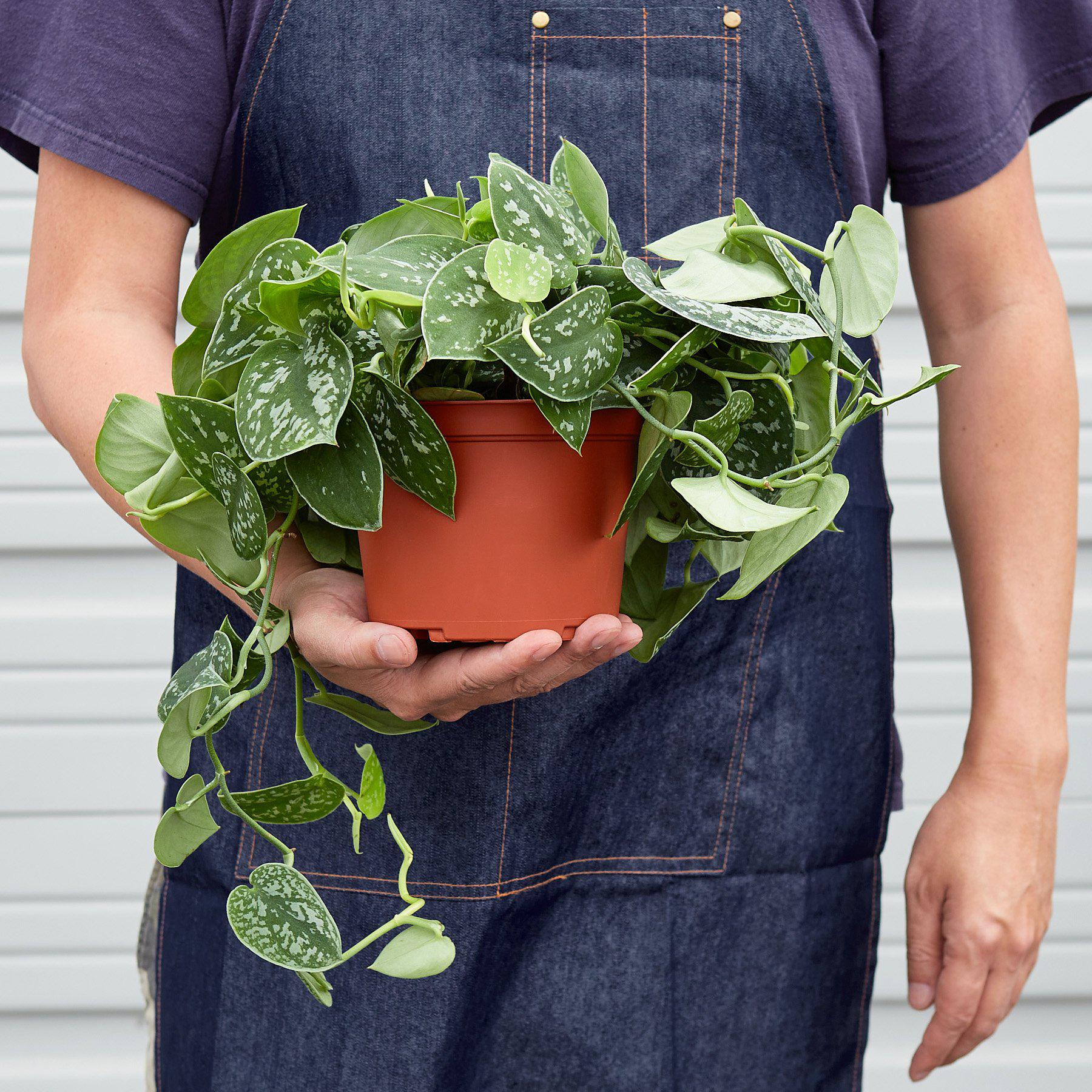 Satin Pothos – Silvery Trailing Indoor Plant | SunriseDaylas