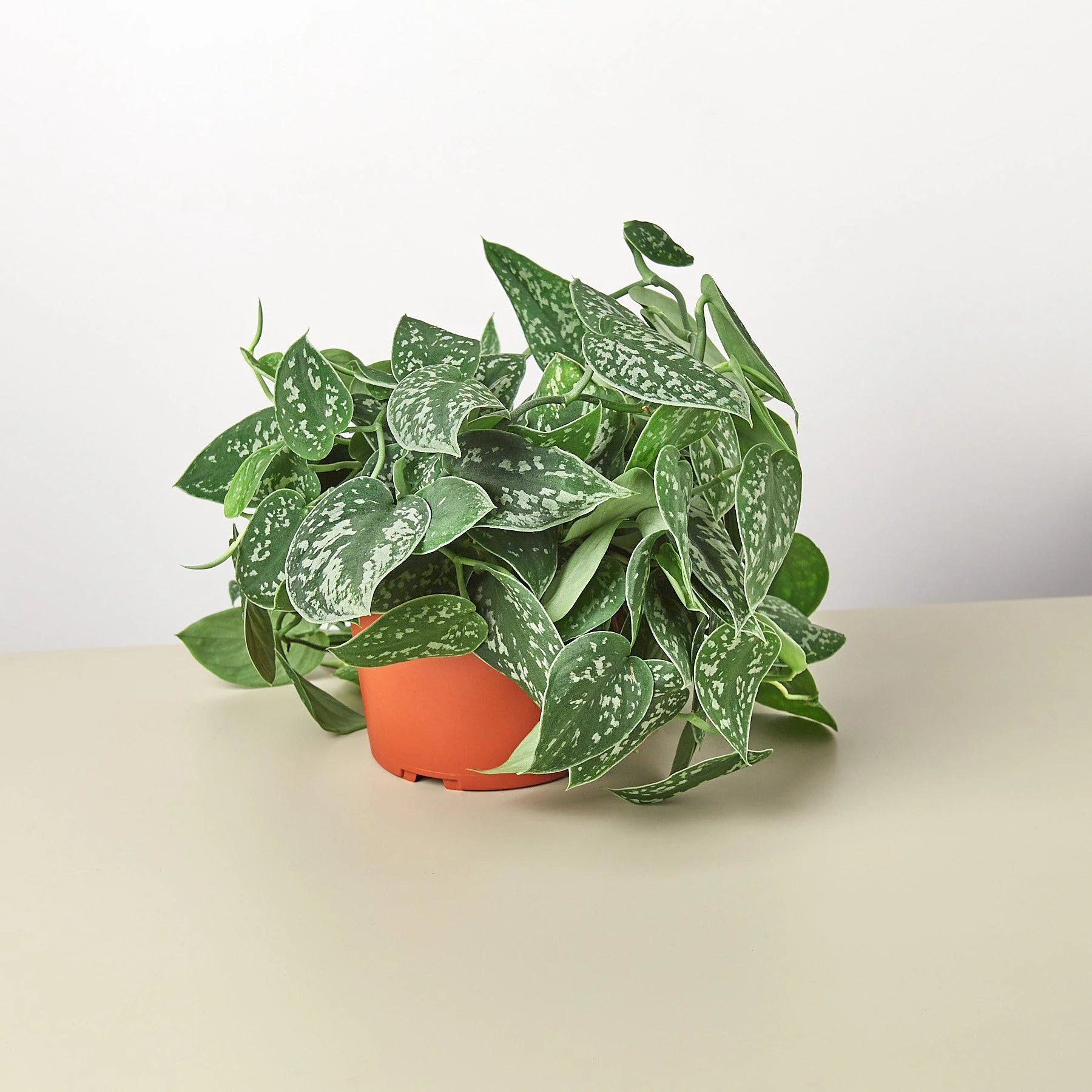 Satin Pothos – Silvery Trailing Indoor Plant | SunriseDaylas