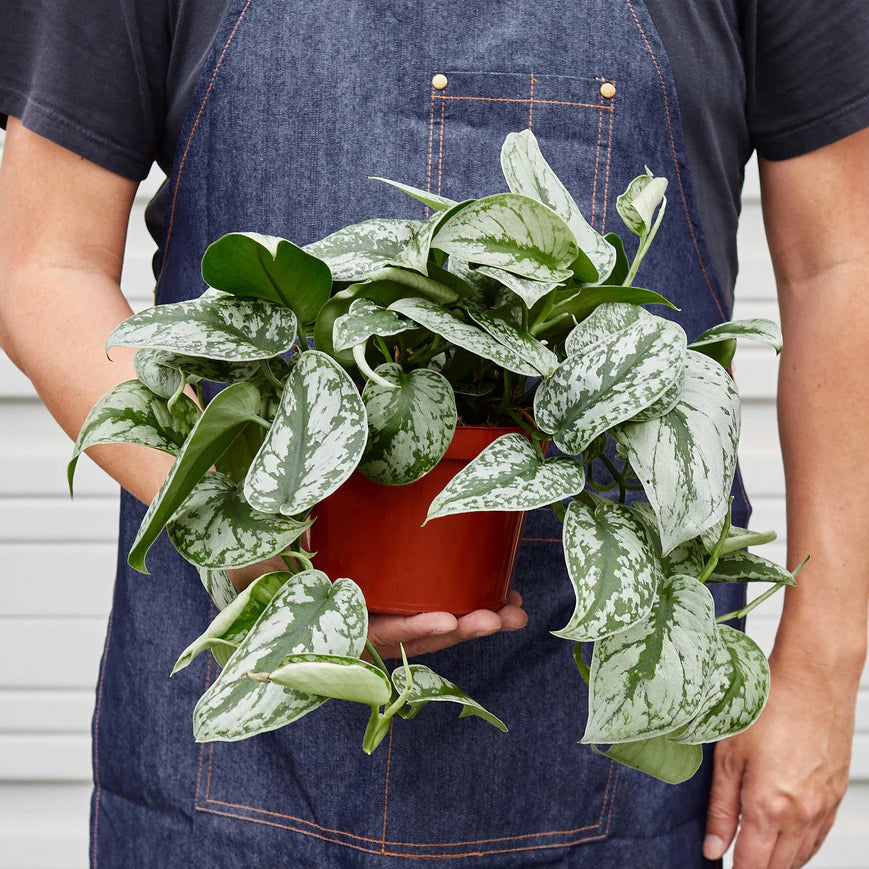 Silver Splash Pothos – Satin-Flecked Trailing Plant | SunriseDaylas