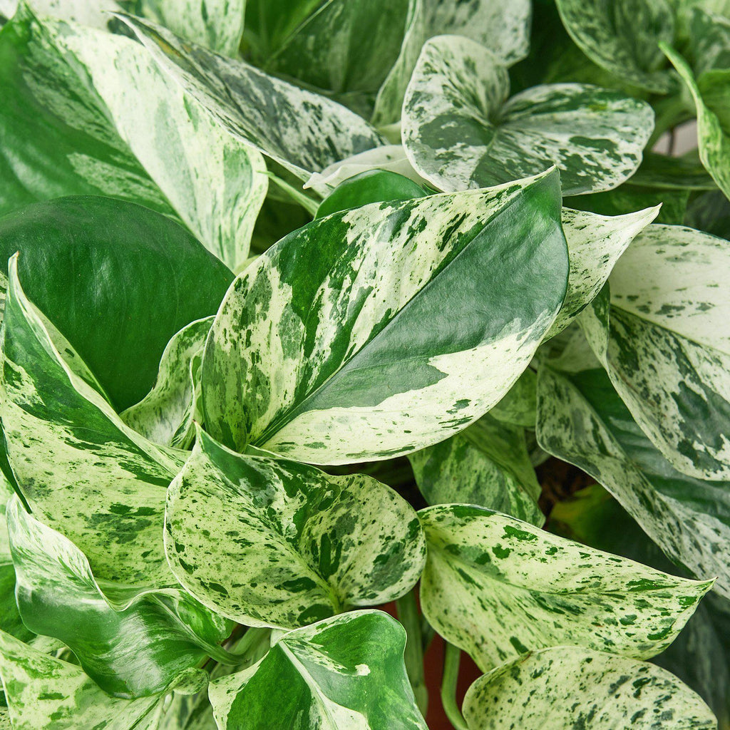 Marble Queen Pothos – Variegated Trailing Plant | SunriseDaylas