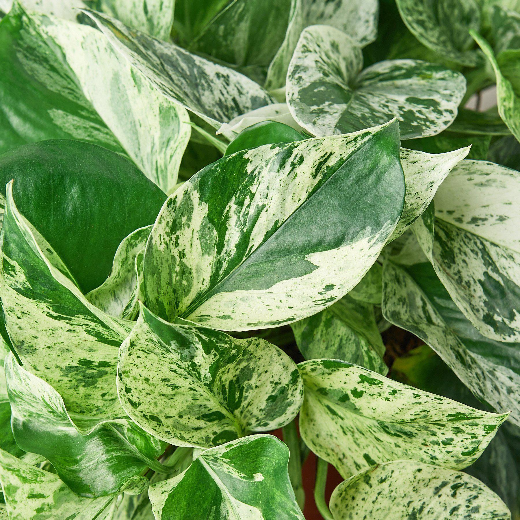Marble Queen Pothos – Variegated Trailing Plant | SunriseDaylas
