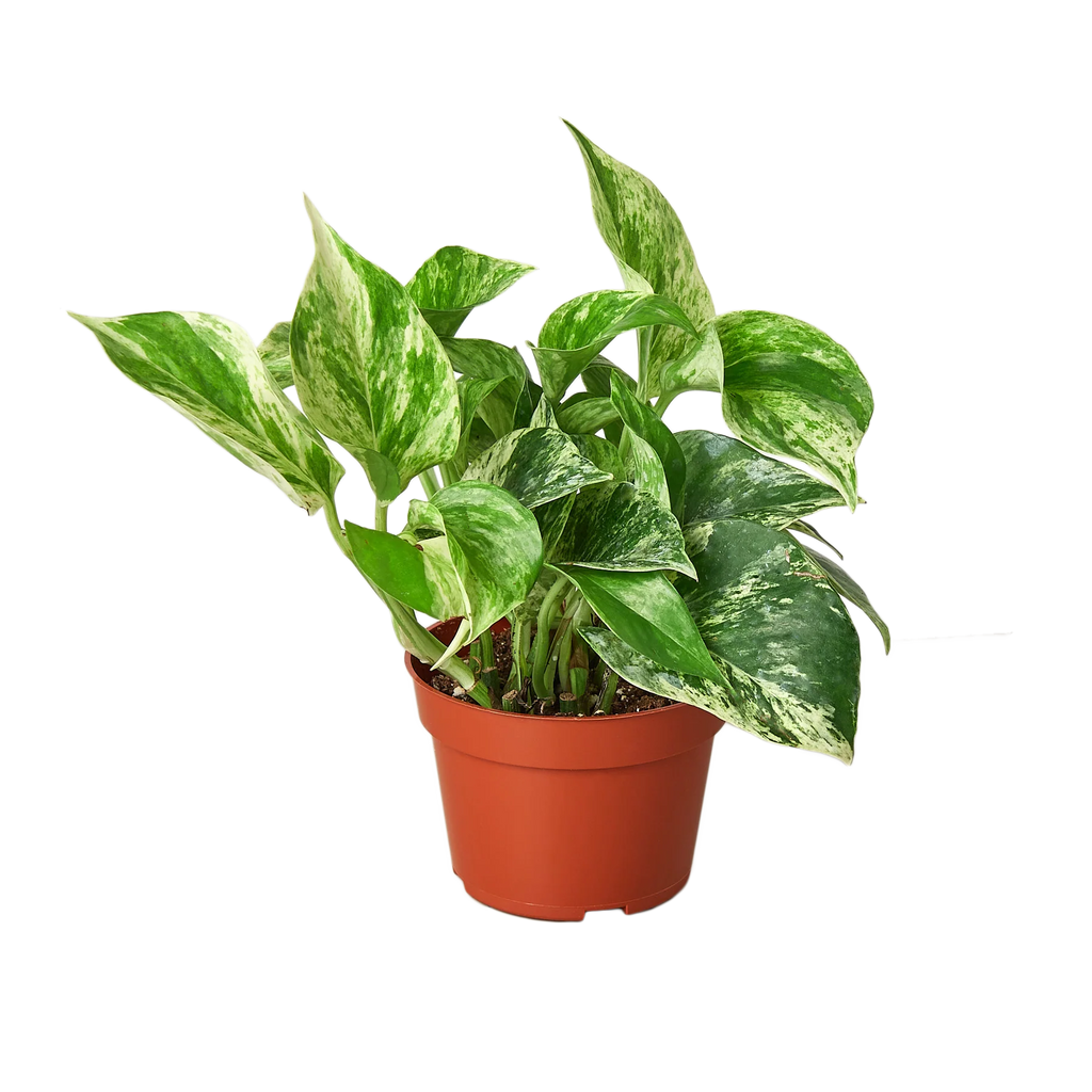 Marble Queen Pothos – Variegated Trailing Plant | SunriseDaylas