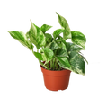 Marble Queen Pothos – Variegated Trailing Plant | SunriseDaylas