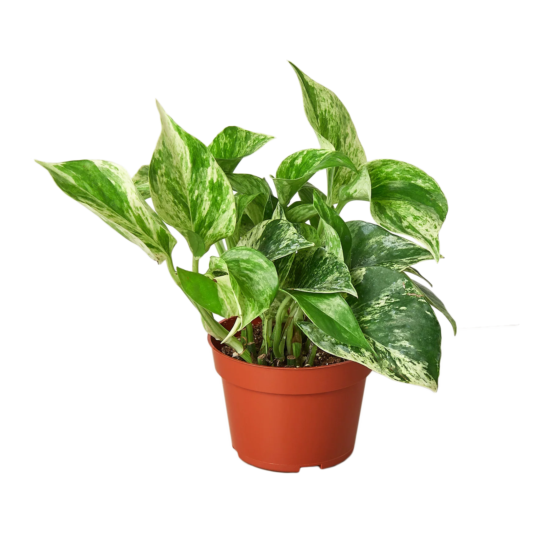 Marble Queen Pothos – Variegated Trailing Plant | SunriseDaylas
