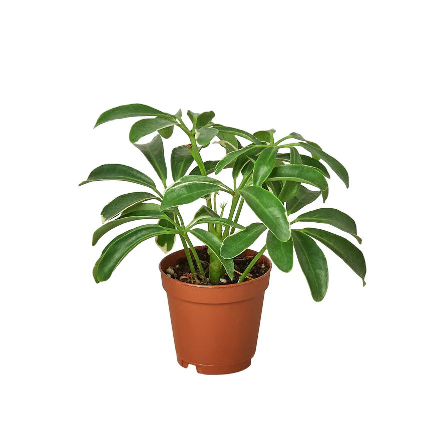Schefflera Umbrella – Dwarf Indoor Foliage Plant | SunriseDaylas
