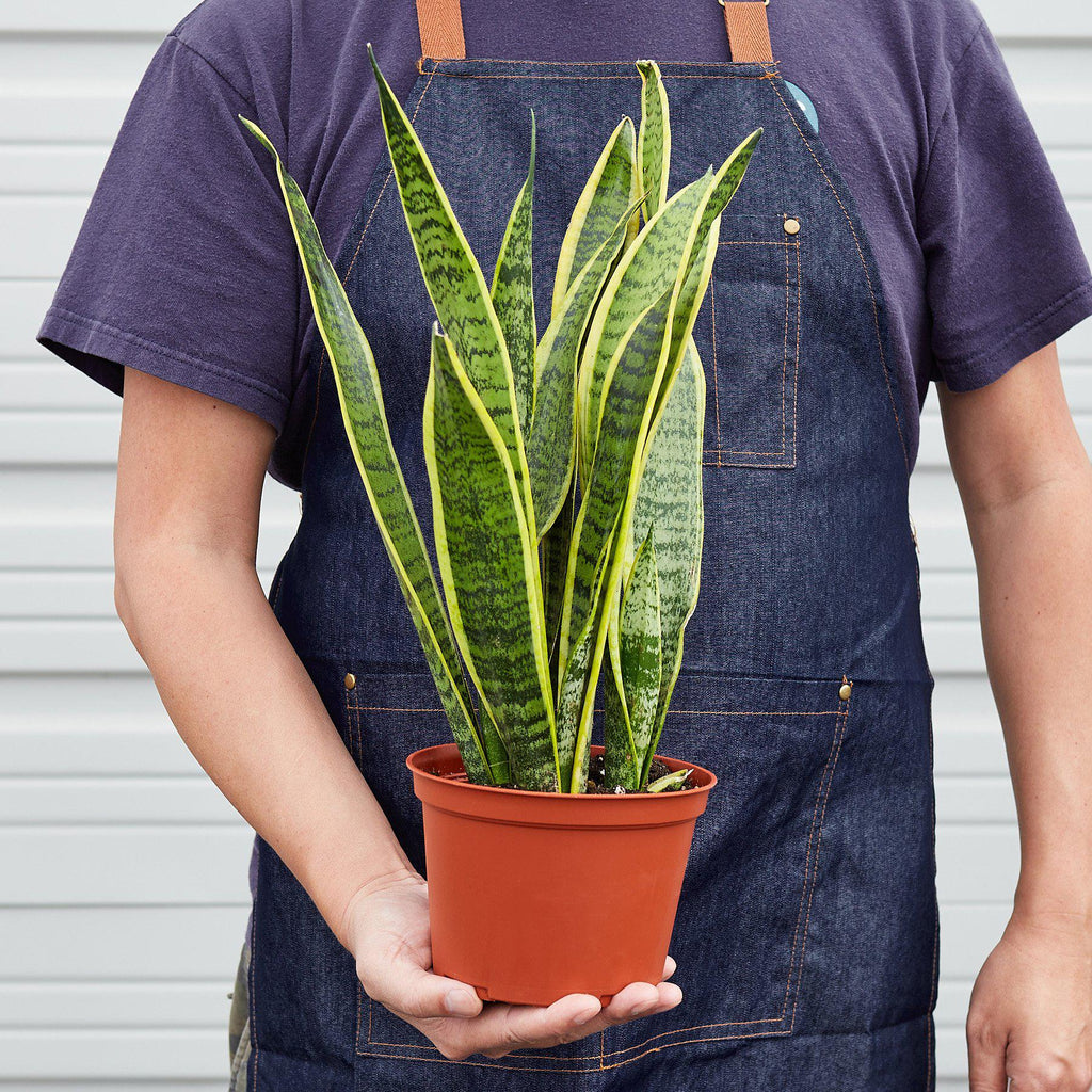 Snake Plant Laurentii – Easy Care Air Purifier | SunriseDaylas