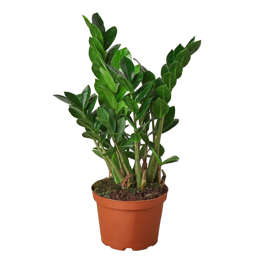ZZ Plant Zamioculcas Zamiifolia Live Indoor Plant | SunriseDaylas