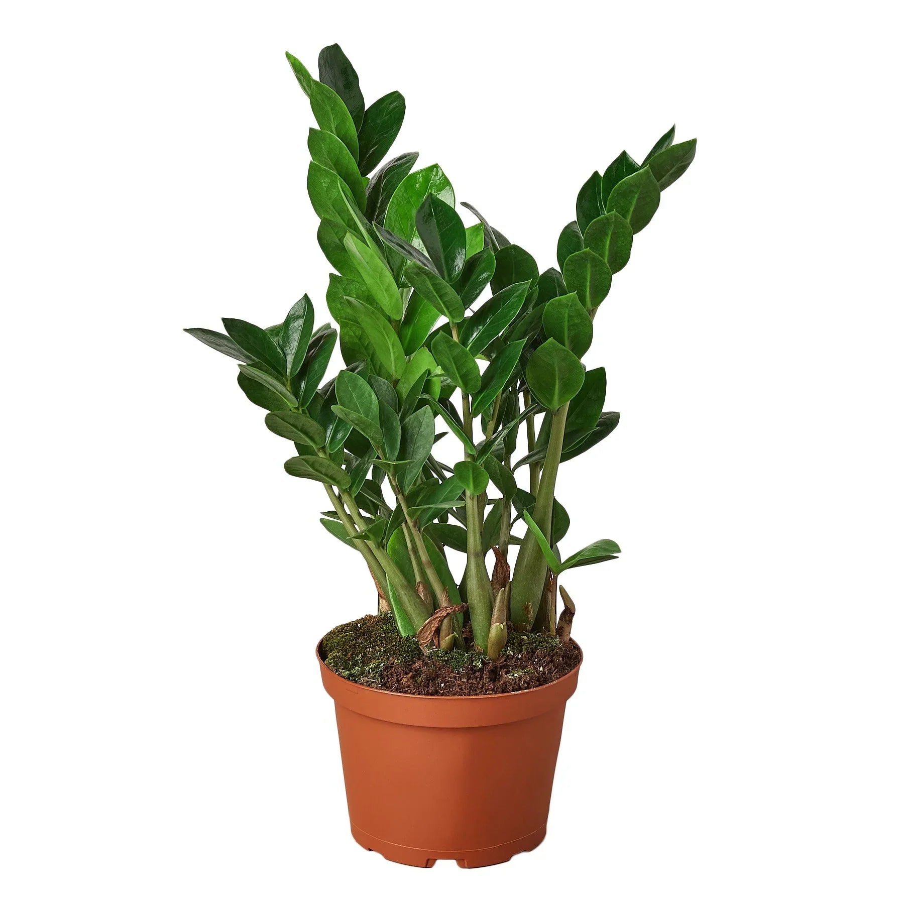 ZZ Plant Zamioculcas Zamiifolia Live Indoor Plant | SunriseDaylas