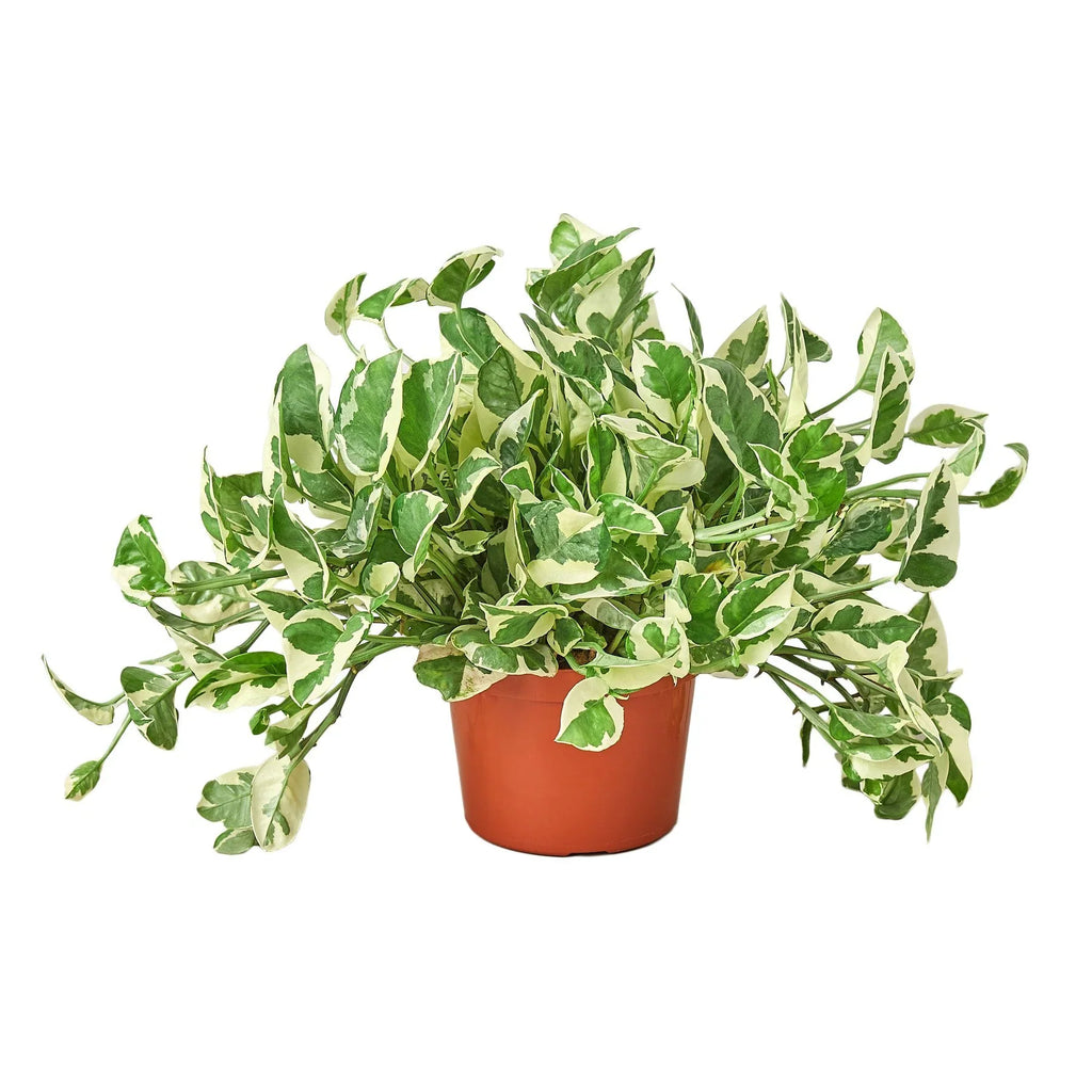 Pothos N'Joy Variegated Trailing Live Indoor Plant