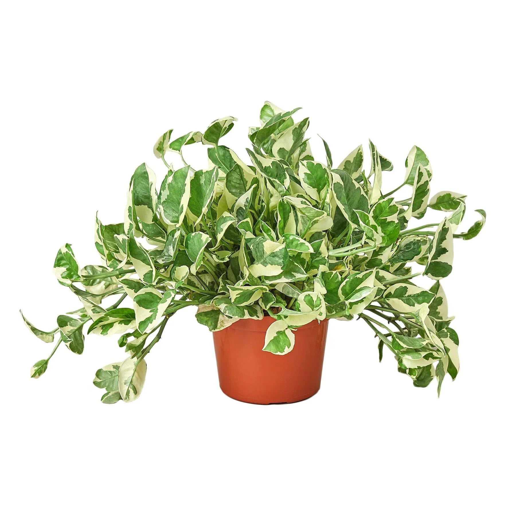 Pothos N'Joy Variegated Trailing Live Indoor Plant