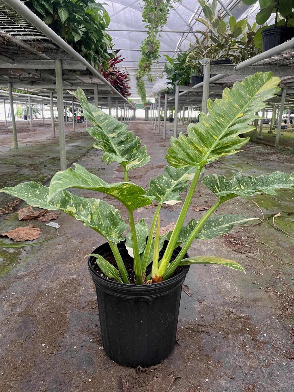 Philodendron Ring of Fire Variegated | Rare Collector Philodendron | Multicolor Fiery Foliage | Henderson's Pride | Live Plant | 6in Pot