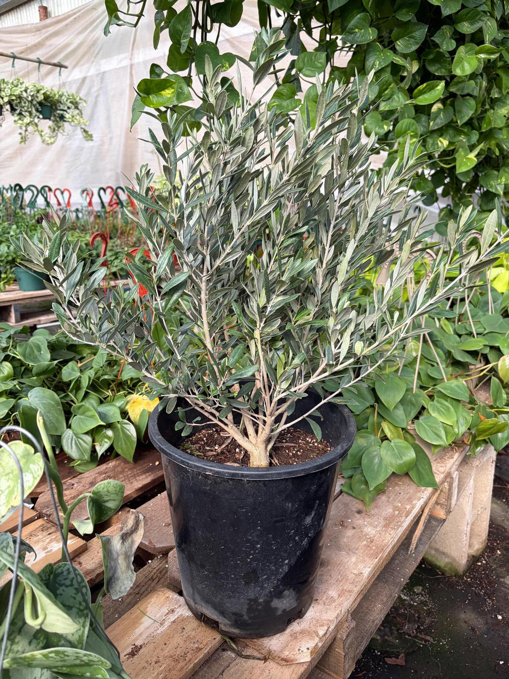 Fruiting Olive Tree | Olea Europaea Live Mediterranean Plant, Indoor Outdoor Patio Gift