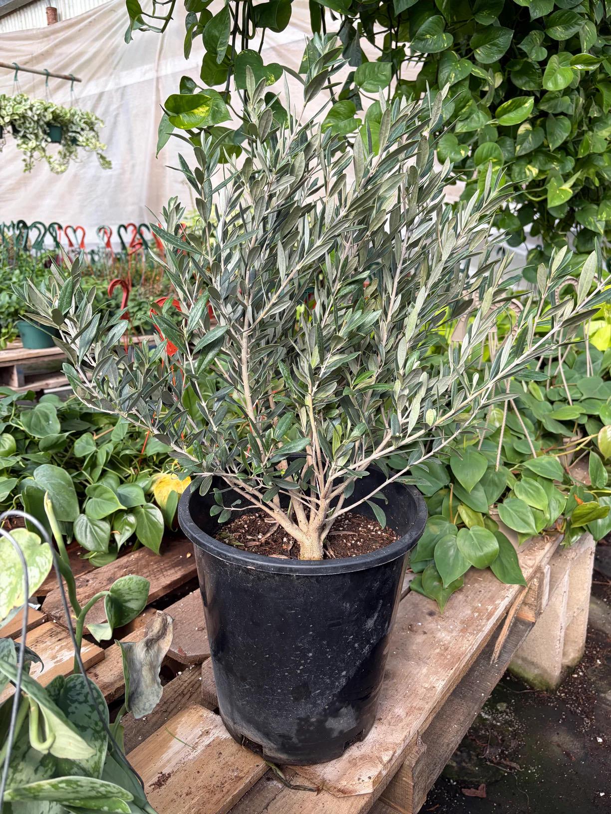 Fruiting Olive Tree | Olea Europaea Live Mediterranean Plant, Indoor Outdoor Patio Gift