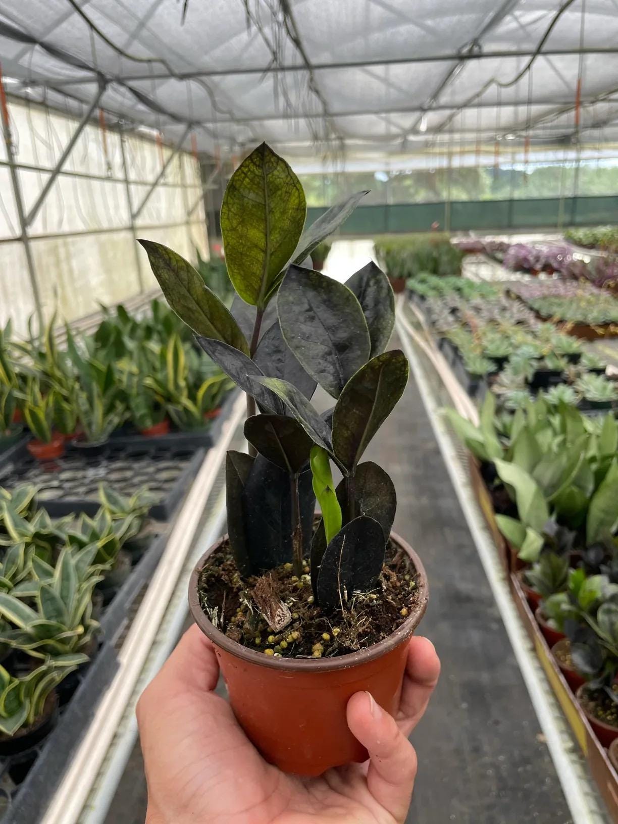 Raven ZZ Plant | Zamioculcas Zamiifolia Raven | Black Leaf Rare Houseplant | Low Light Indoor Plant | Air Purifying | Live Plant