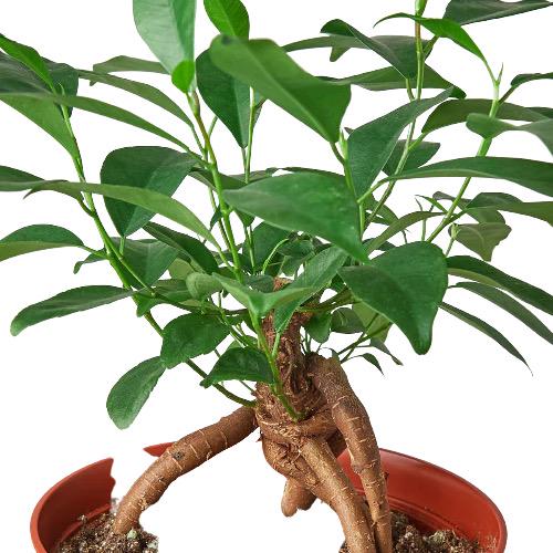 Ficus Ginseng Bonsai Plant | Sculptural Root Houseplant, Easy Care Indoor Tree