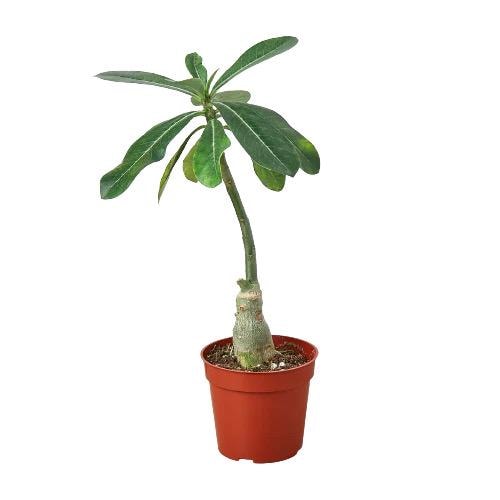 Desert Rose – Adenium (Live Flowering Plant)