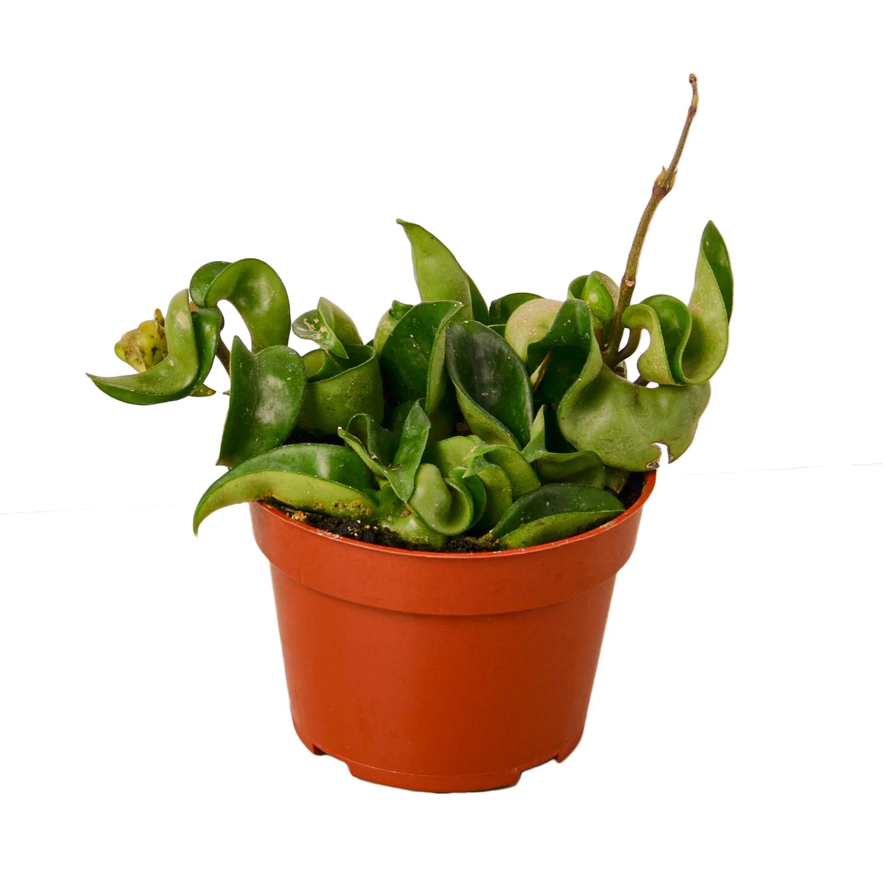 Hoya Rope Plant – Trailing Wax Plant Indoor Vine | SunriseDaylas