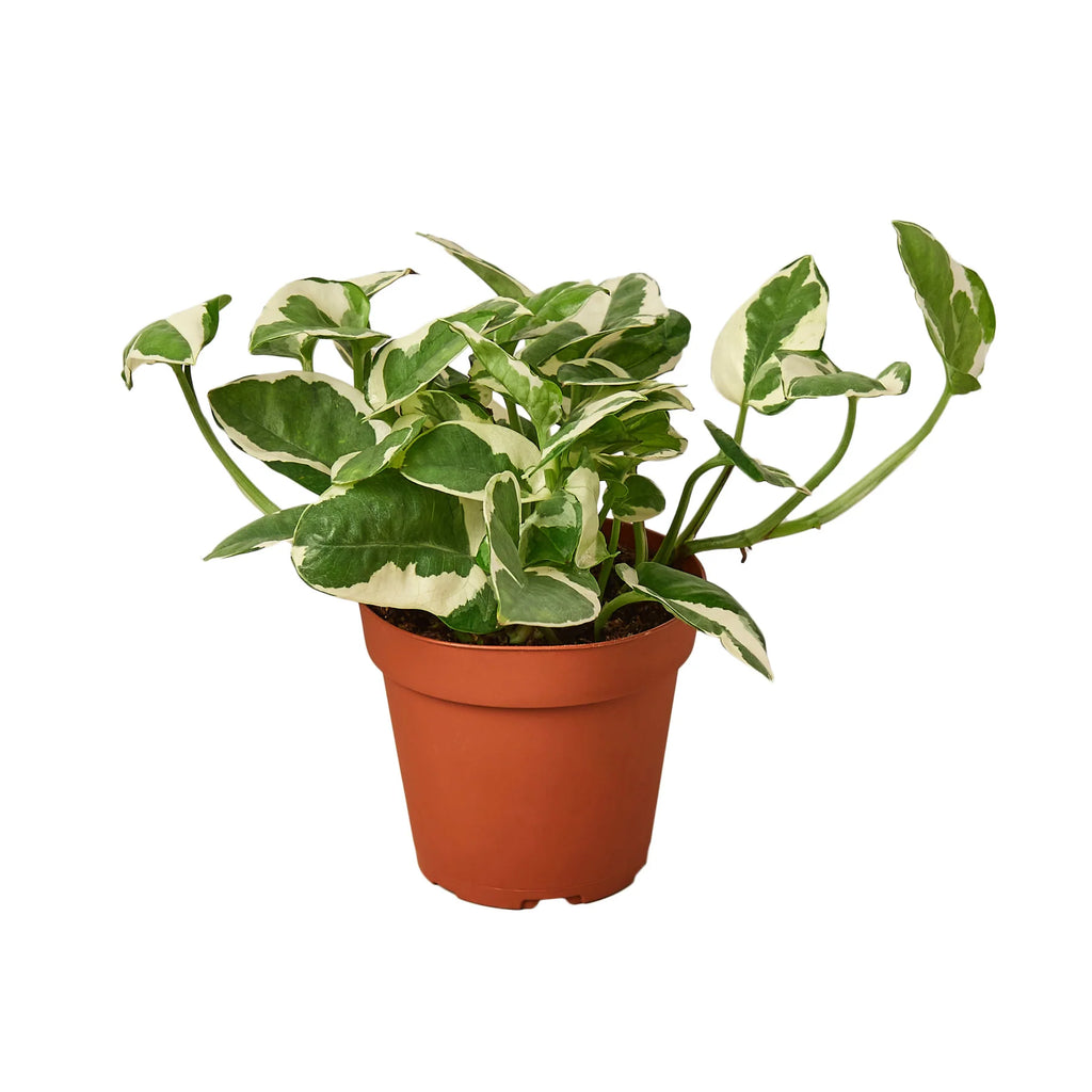 Pothos N'Joy Variegated Trailing Live Indoor Plant