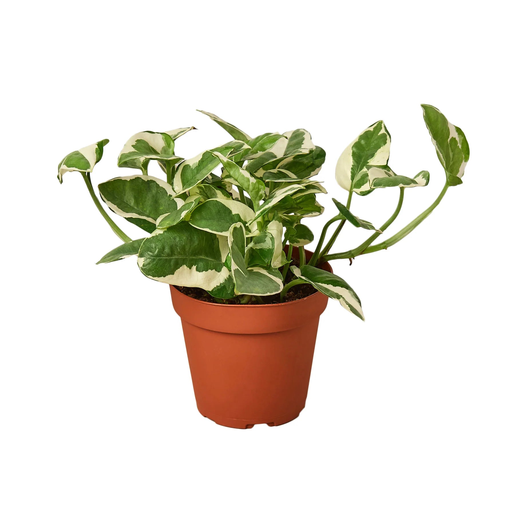 Pothos N'Joy Variegated Trailing Live Indoor Plant