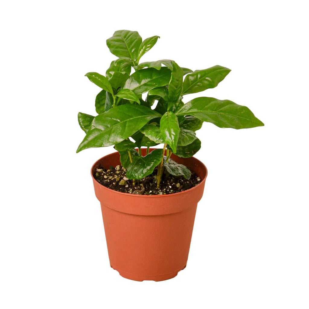 Arabica Coffee – Indoor Coffee Plant | SunriseDaylas