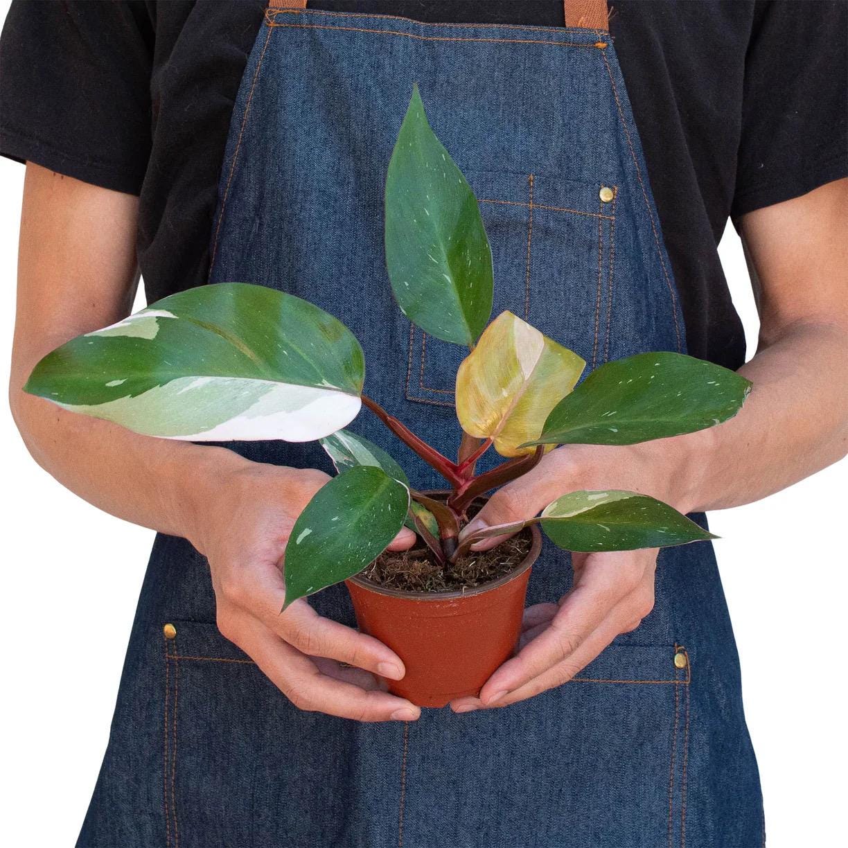 Pink Princess Philodendron | Philodendron Erubescens | Rare Variegated | Live Rooted Plant | 4in 6in Pot