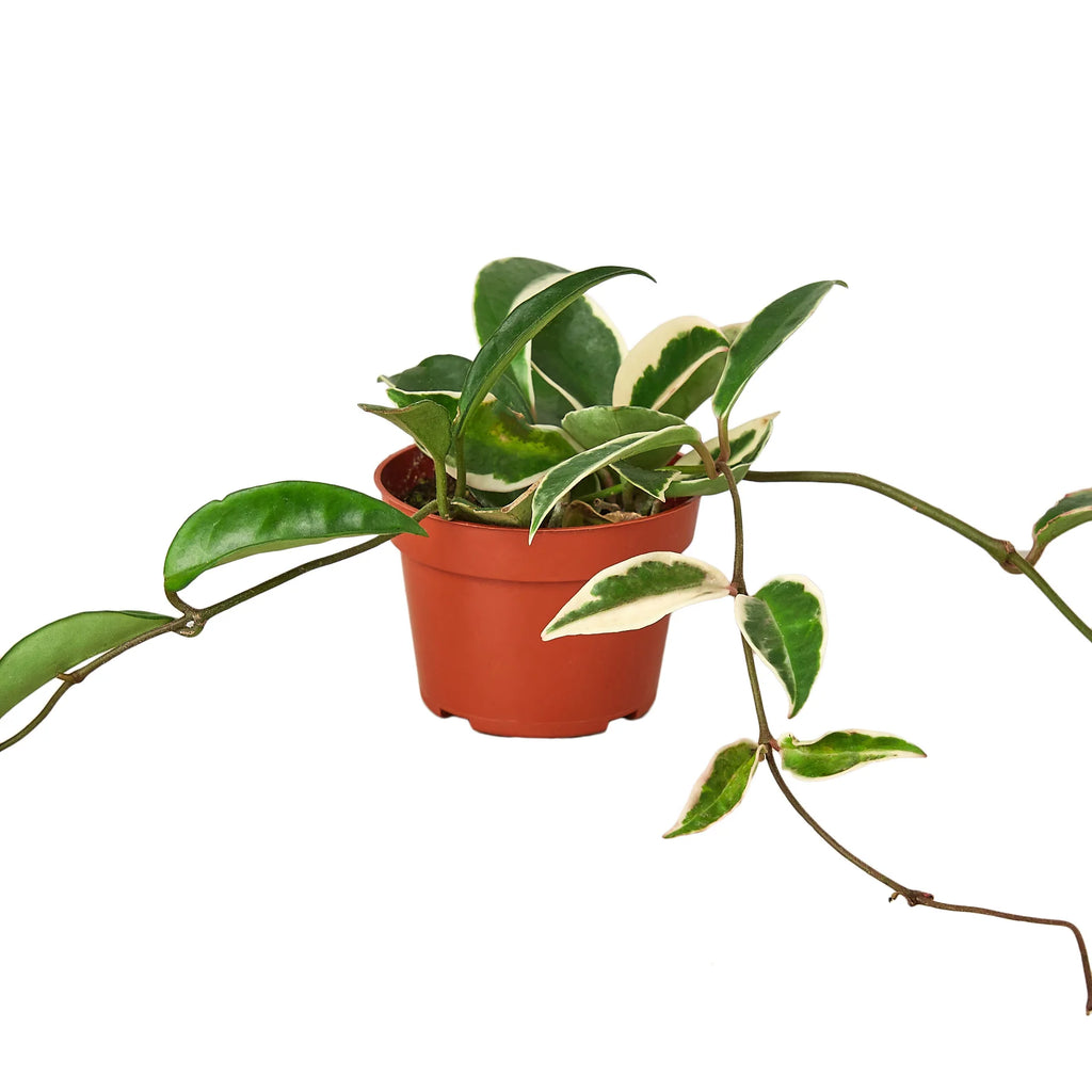 Hoya Carnosa ‘Tricolor’ – Colorful Wax Vine Indoor Plant | SunriseDaylas