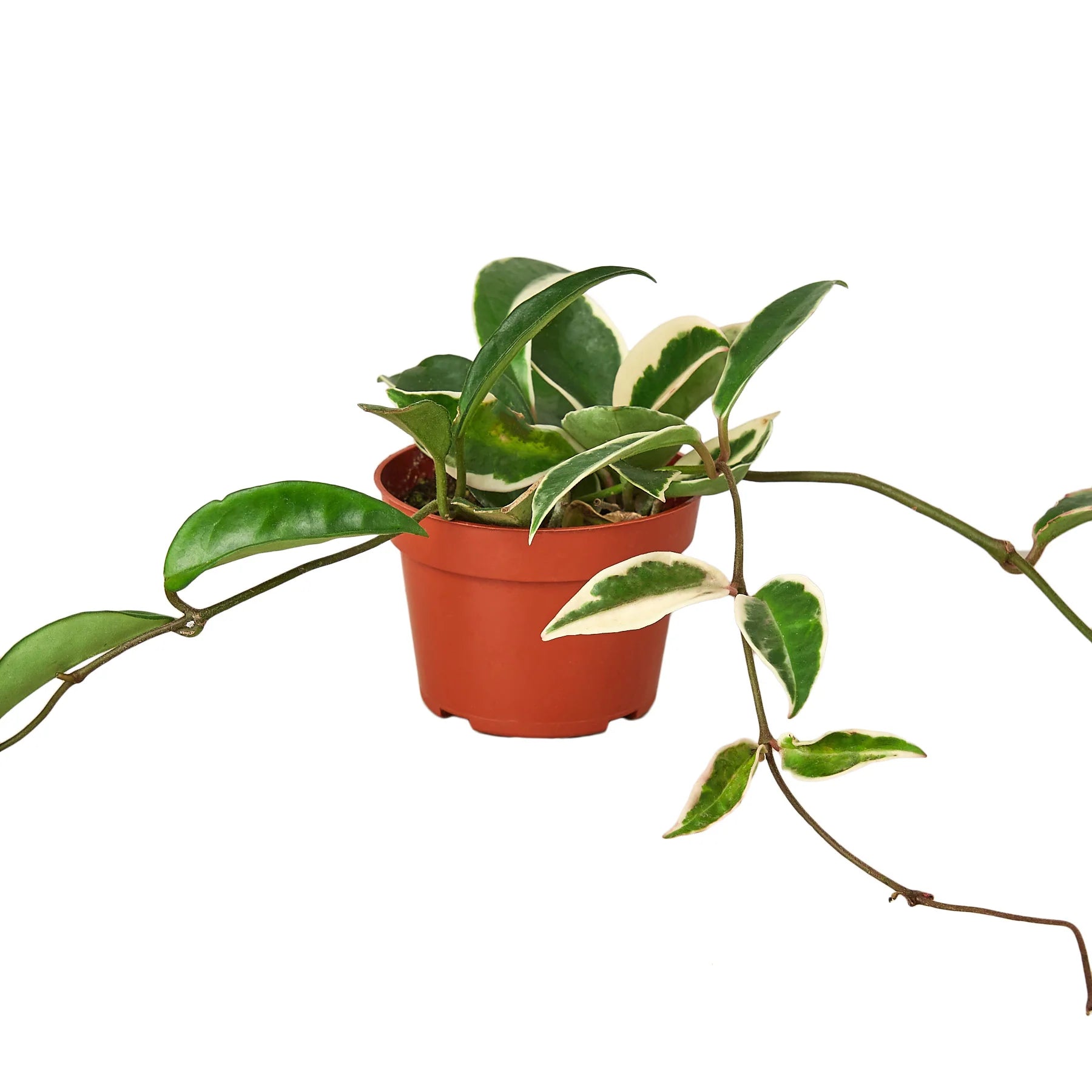 Hoya Carnosa ‘Tricolor’ – Colorful Wax Vine Indoor Plant | SunriseDaylas
