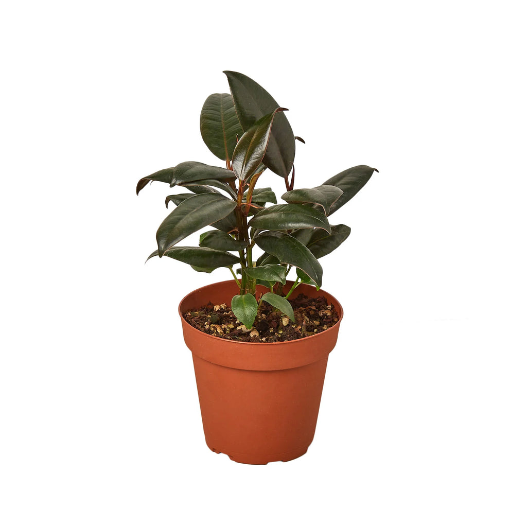 Ficus Elastica ‘Burgundy’ – Small Indoor Rubber Tree | SunriseDaylas